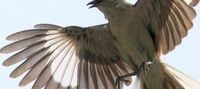 Wings Of Deception
